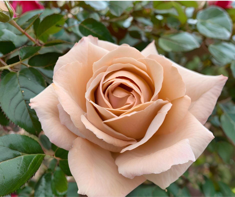 Rosa 'Mocha Rose' (Hybrid Tea) image 1
