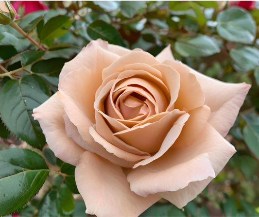 Rosa 'Mocha Rose' (Hybrid Tea) image 1