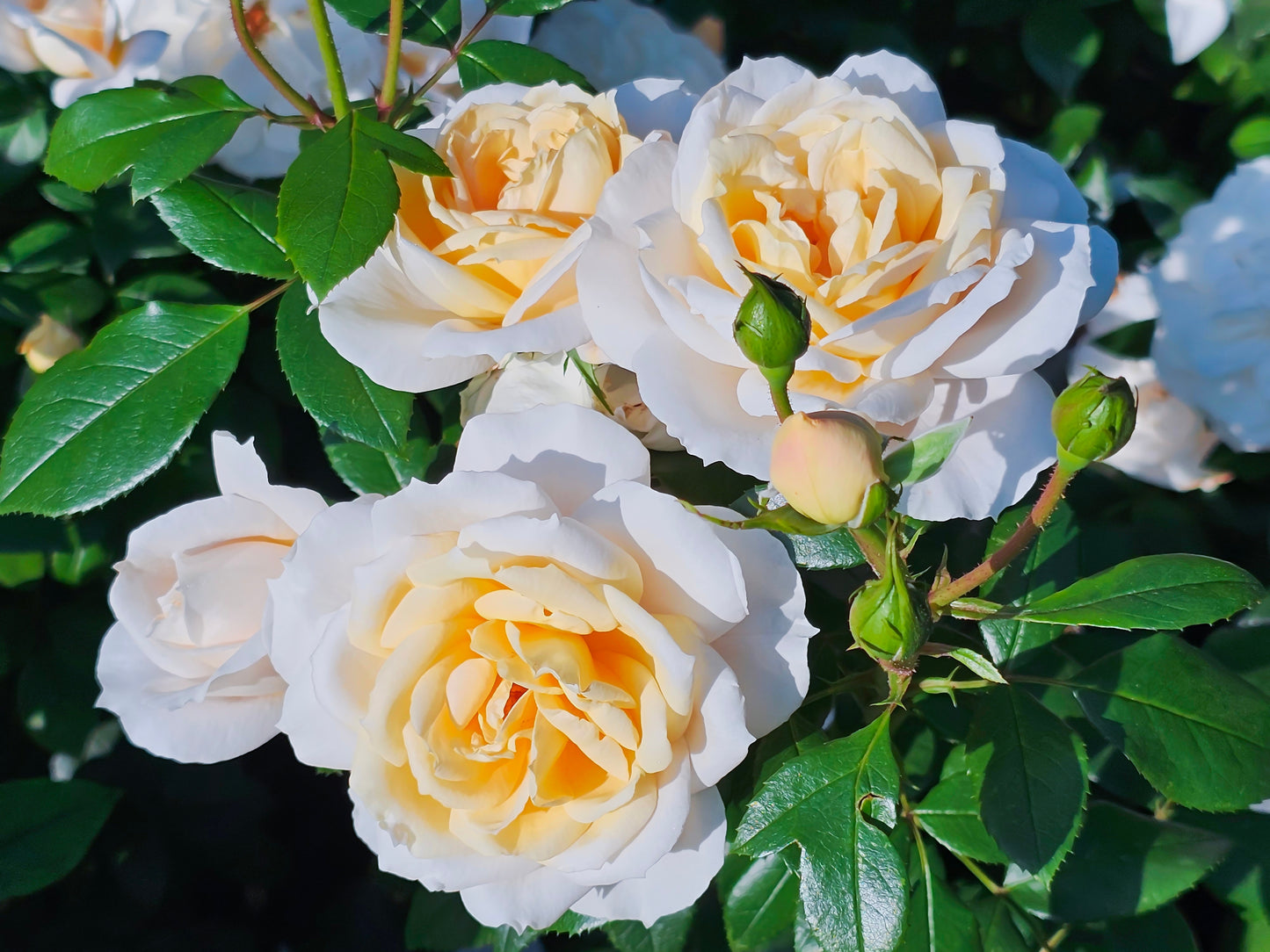 Rosa 'Sweet Honey' (Floribunda) image 0