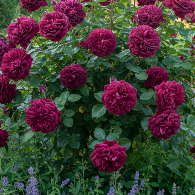 Rose 'Cardinal de Richelieu' - 7L Potted Rose