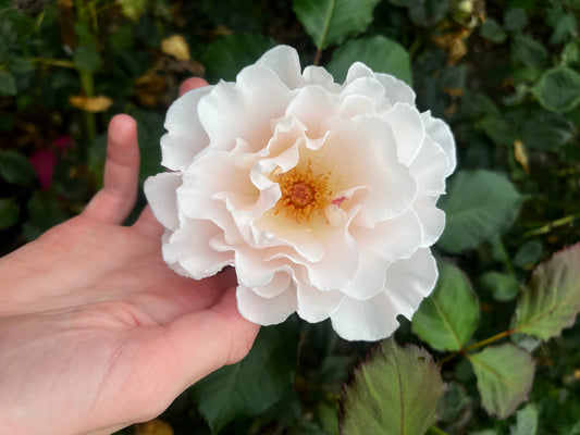Rose 'Margaret Merrill' - 7L Potted Rose