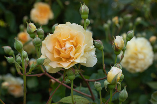 The First to Flower: Our Earliest Roses at Usk Valley Roses