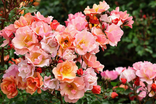 How to Choose the Right Rose for Your Garden