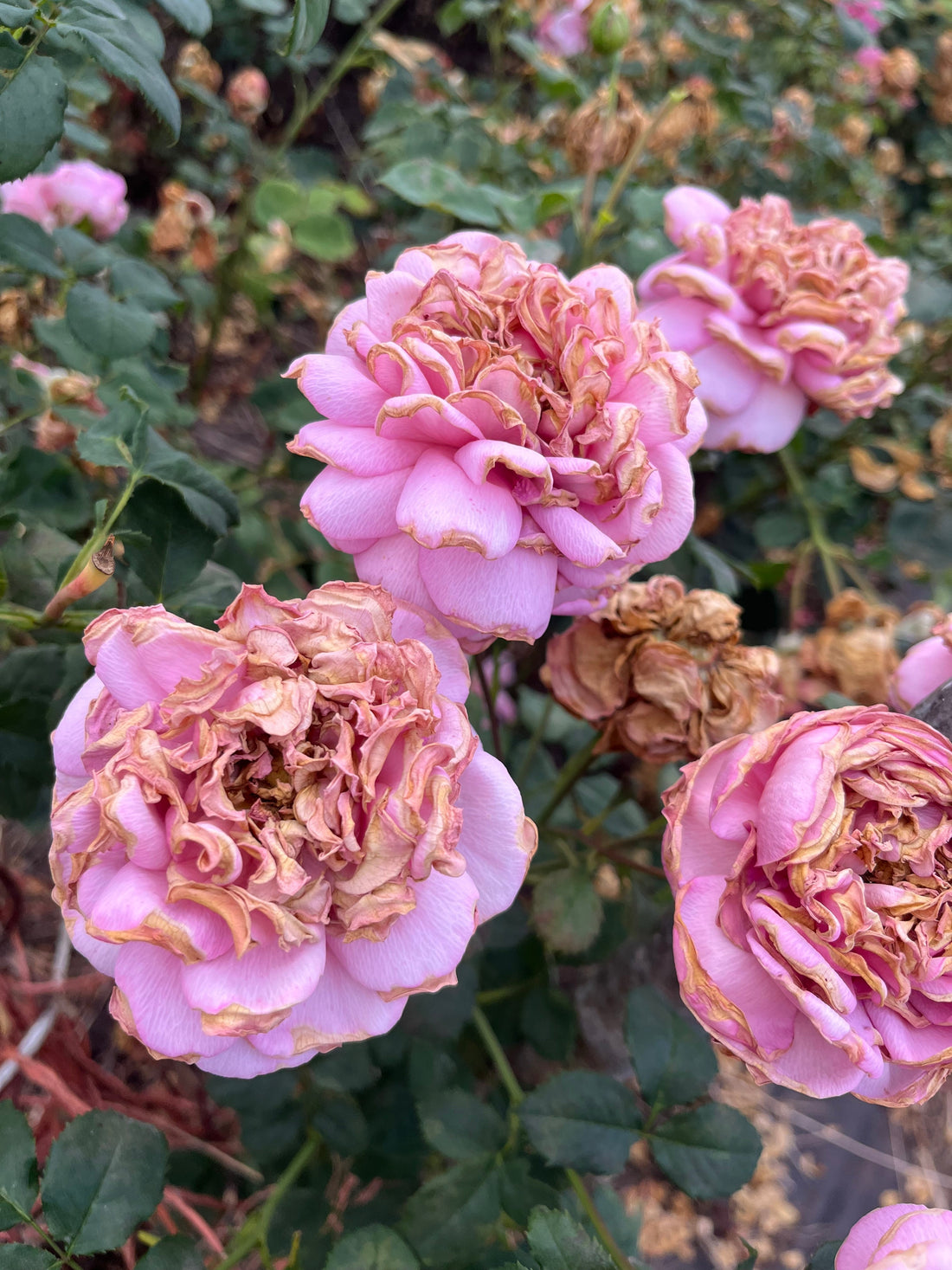The Dreaded Deadheading: Why It's Worth It After a Heatwave