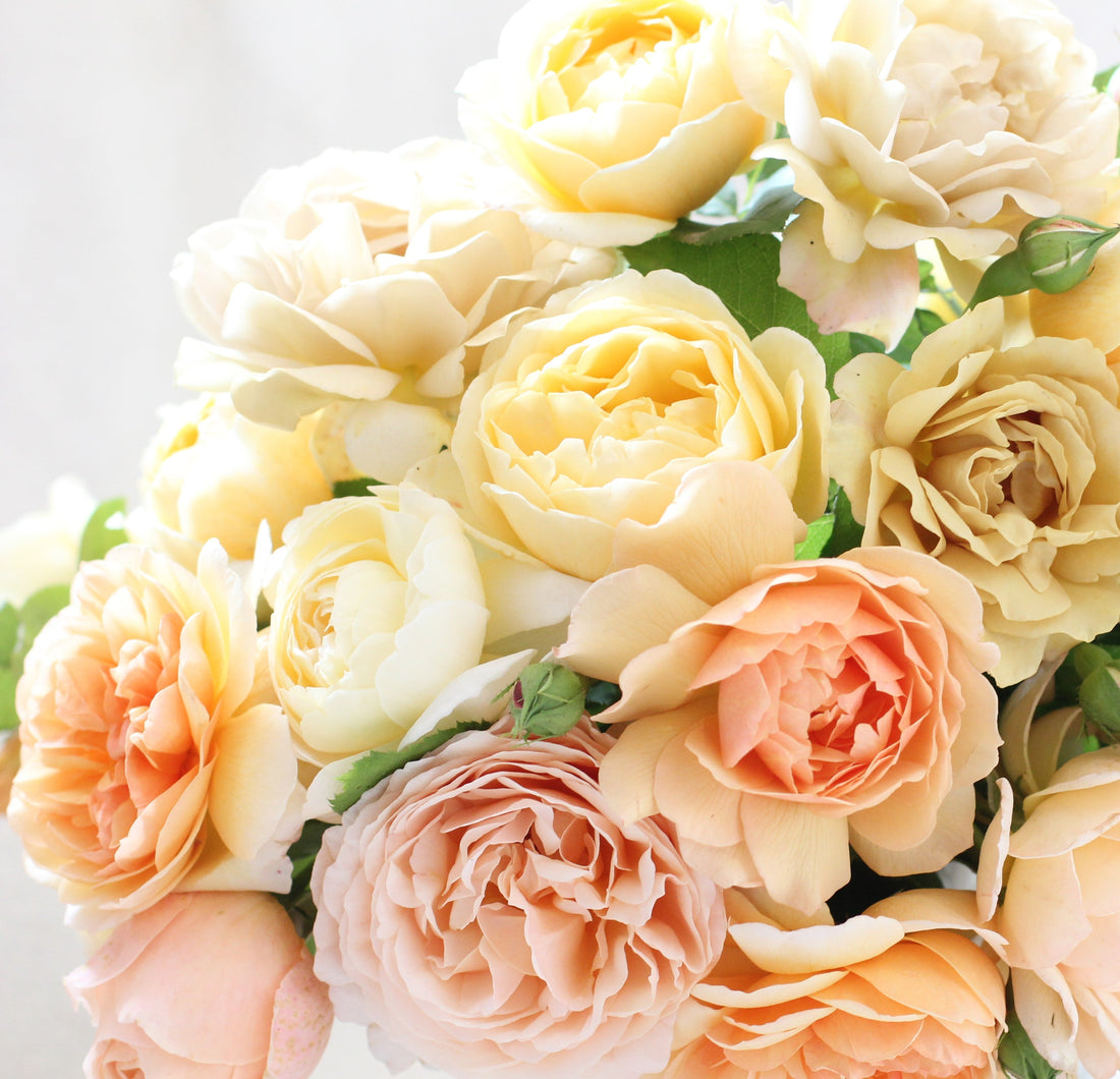 Giving Our Roses Time to Recover: Why We Are Pausing Potted Rose Sales Until September 2026
