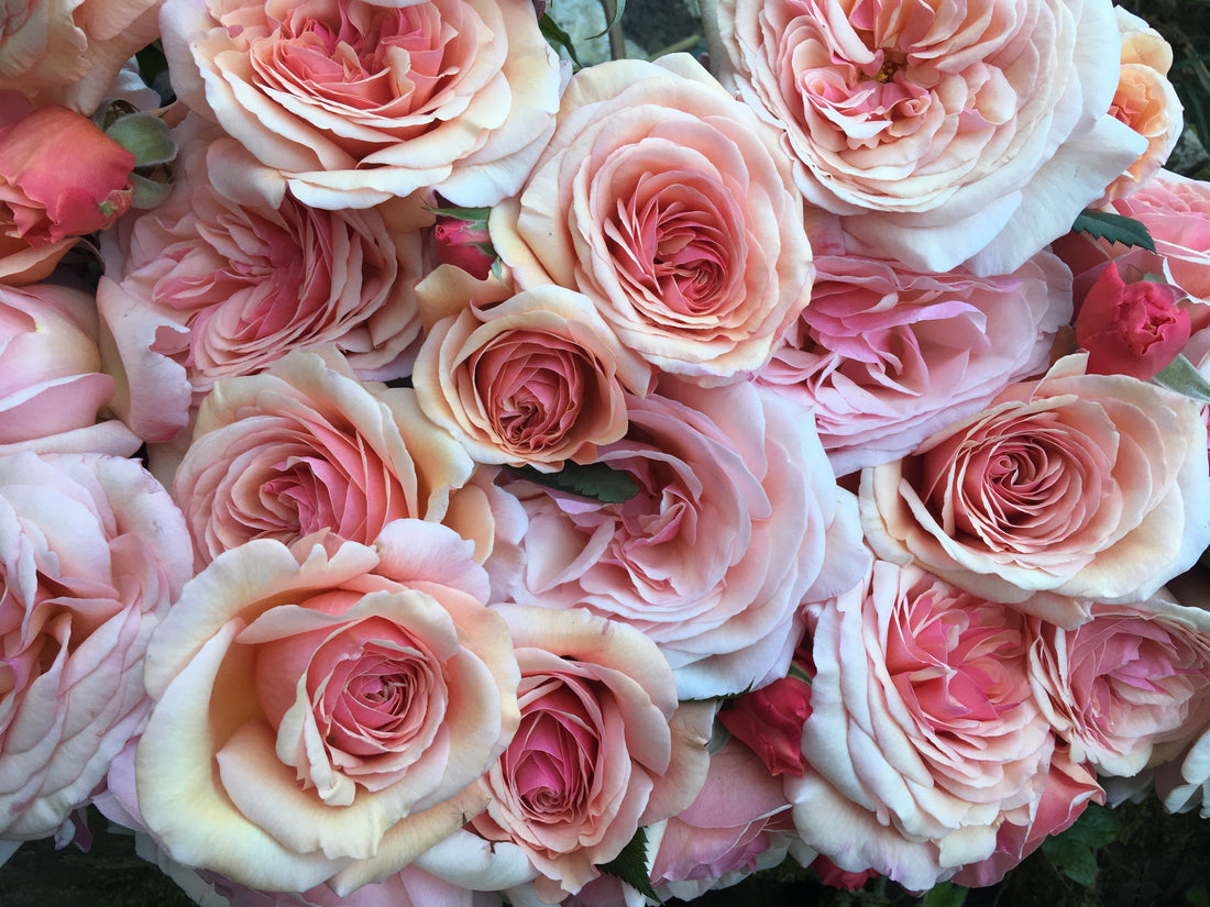 Roses for a Summer Wedding