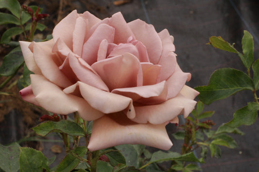 Koko Loco - The Rose that refuses to be Ordinary