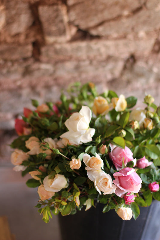 Best Roses for Cutting Gardens: Varieties That Shine in the Vase