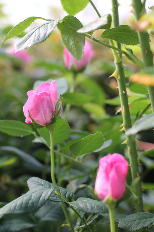 The First Buds Are Showing — Spring Has Arrived at Usk Valley