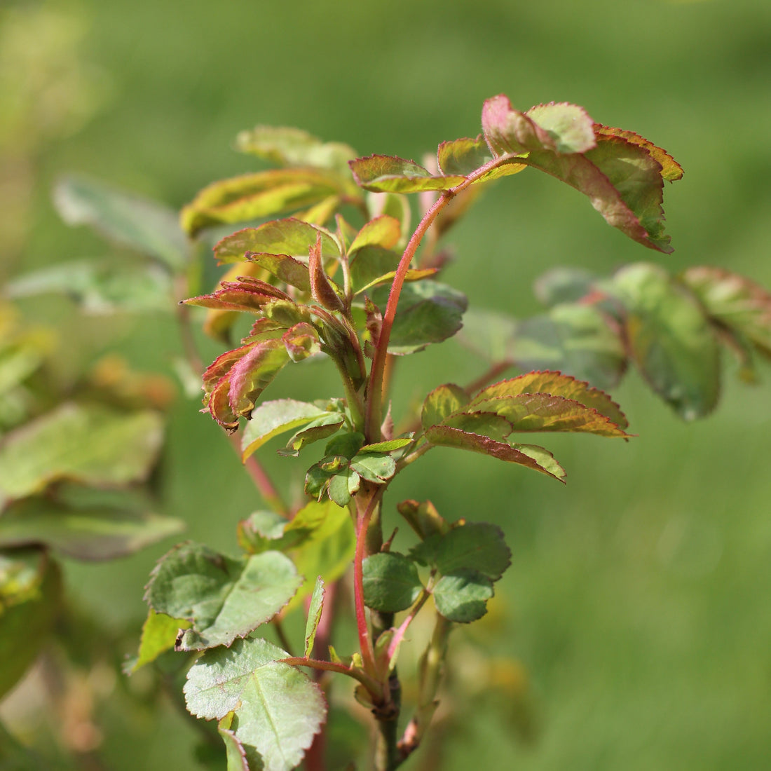 Are Your Roses Showing New Growth Yet? Here's What to Watch For