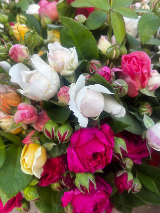 Cutting Roses in a Heatwave: How to Get the Best from Your Blooms