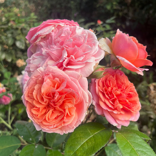 Notes from the Rose Nursery - July '26