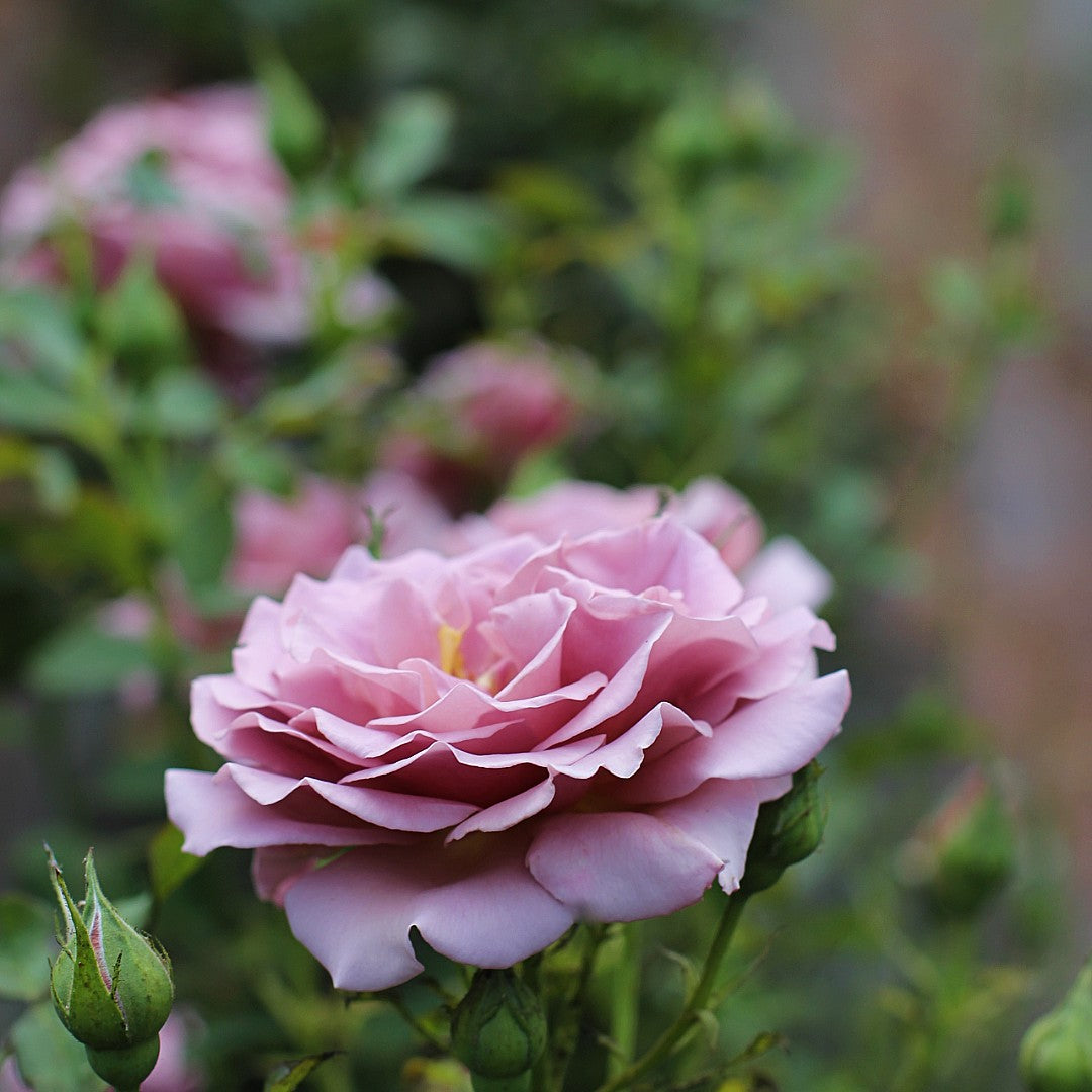 What to Do in Your Rose Garden This April