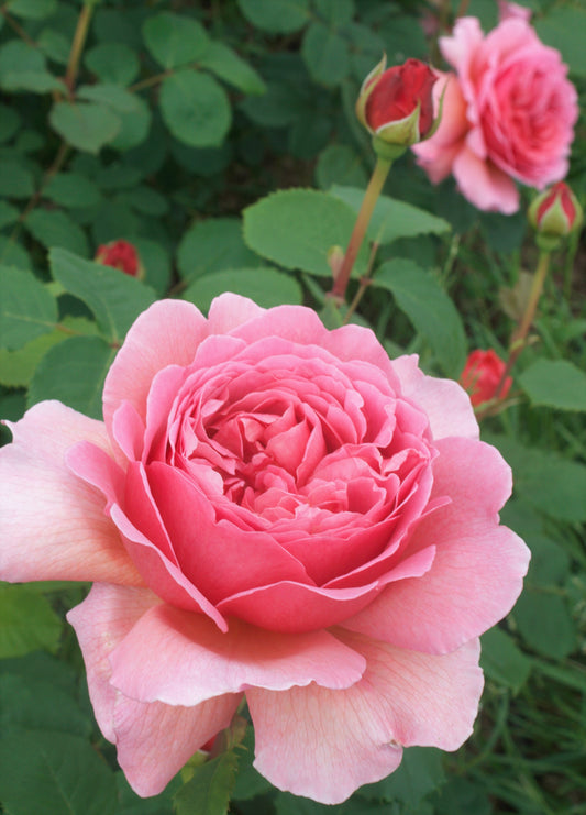 The Truth about Rose feed: What your Roses really need
