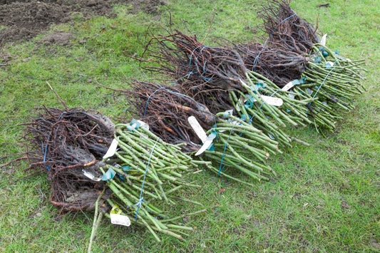 Spring Planting Guide: How to Plant Bare-Root Roses for Maximum Success