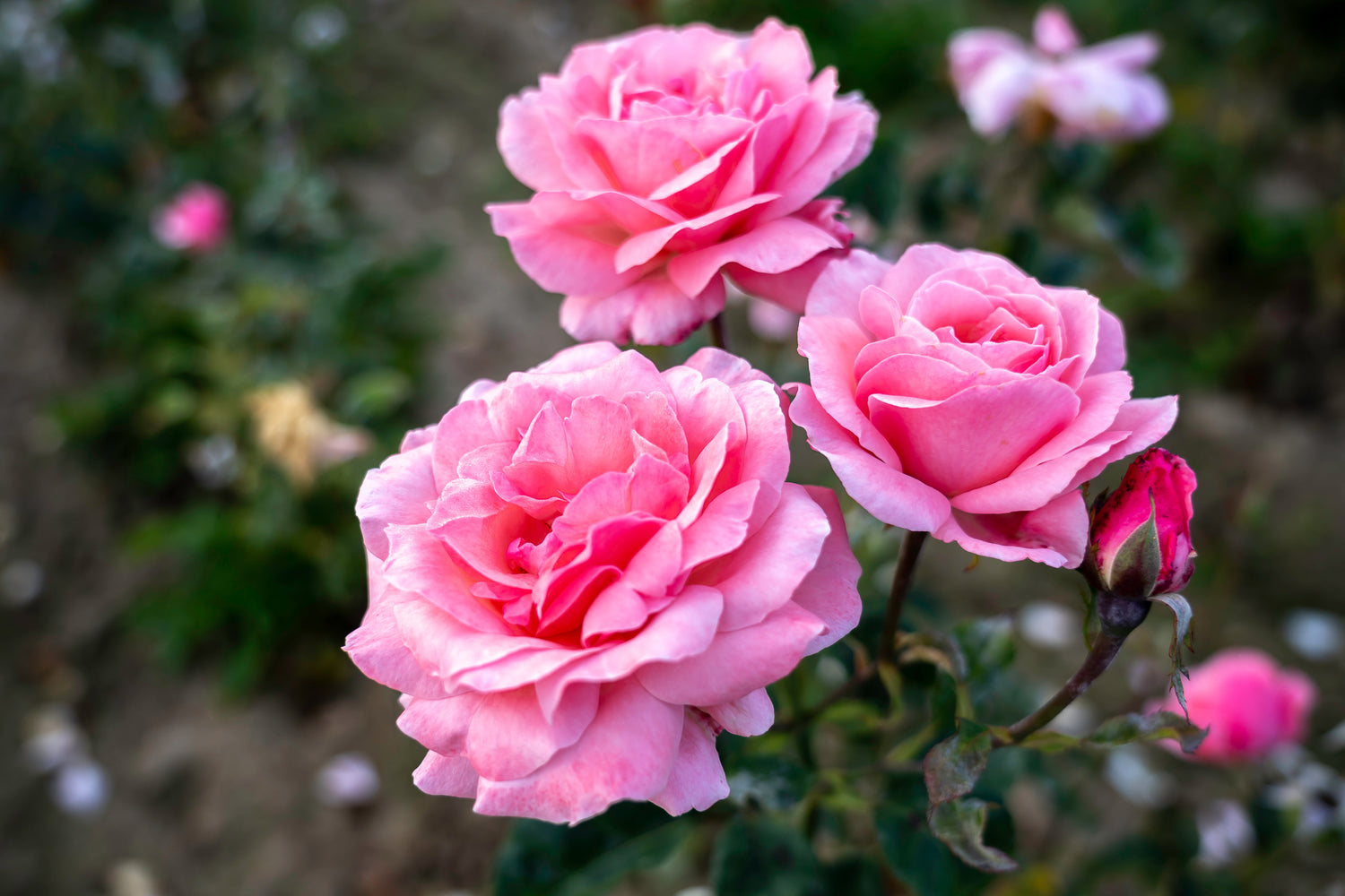 Hybrid Tea Roses – Classic Elegance & Show-Stopping Blooms