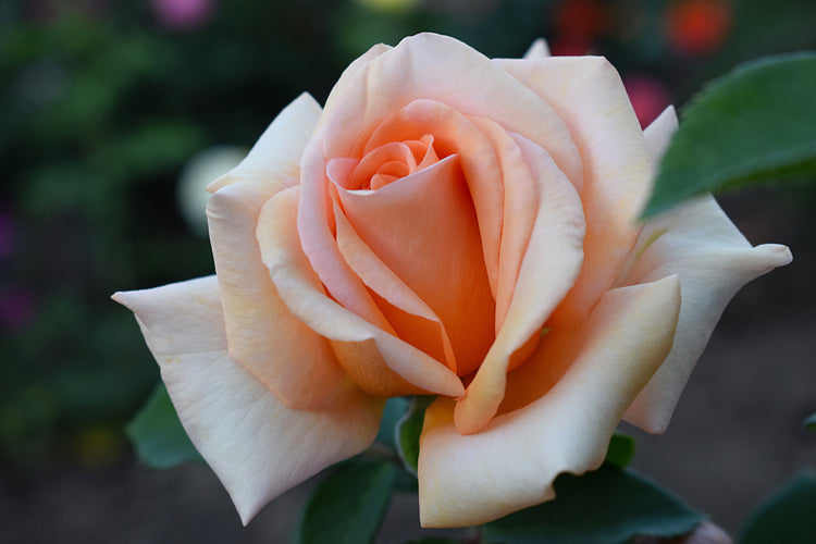 Highly Fragrant Roses - Scent for your Garden