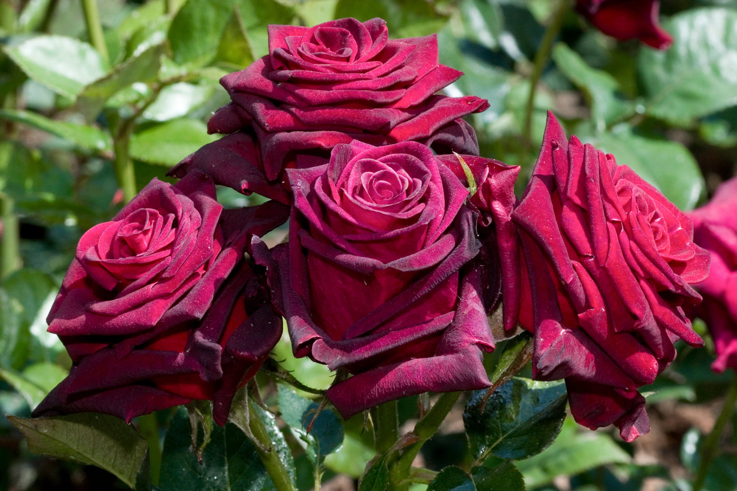 Red Roses