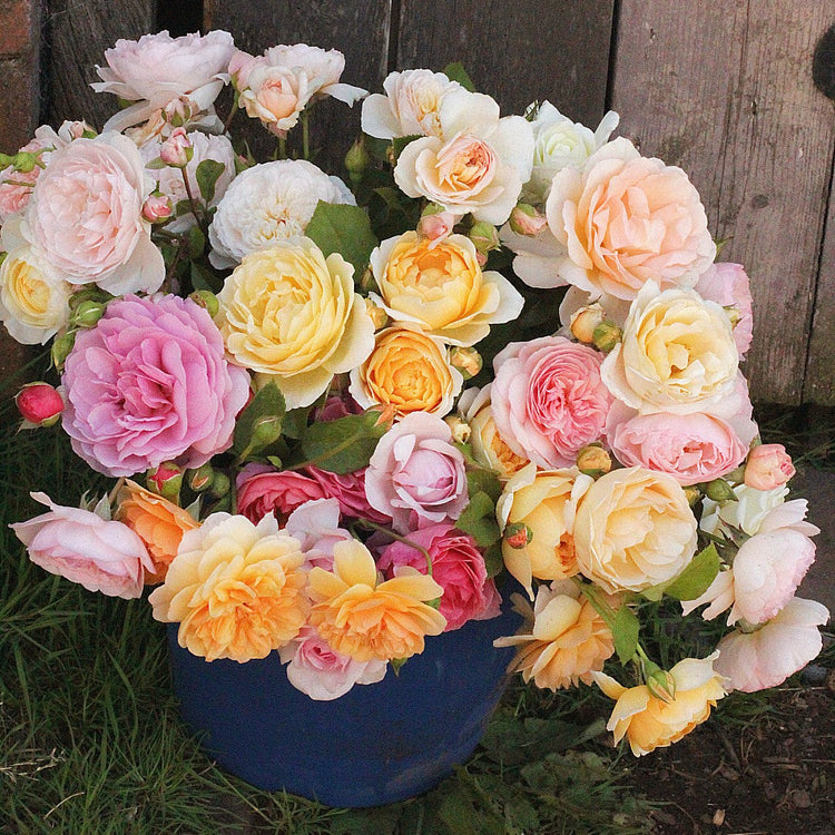 A Bucket of colourful cut roses