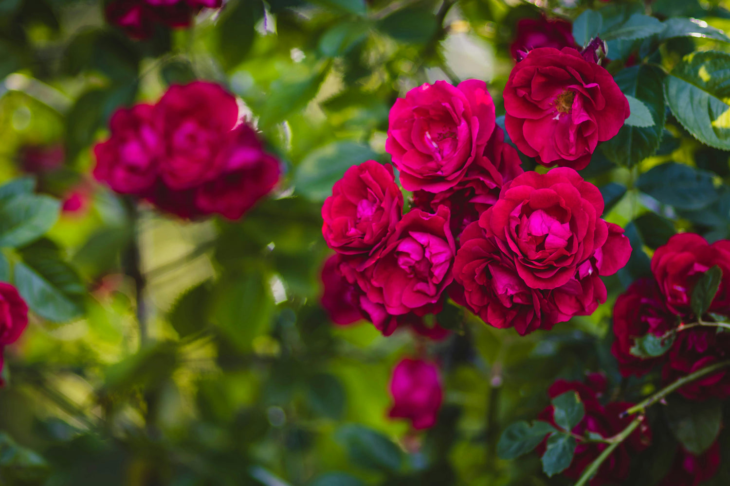 Floribunda - Abundant Blooms and Garden Colour