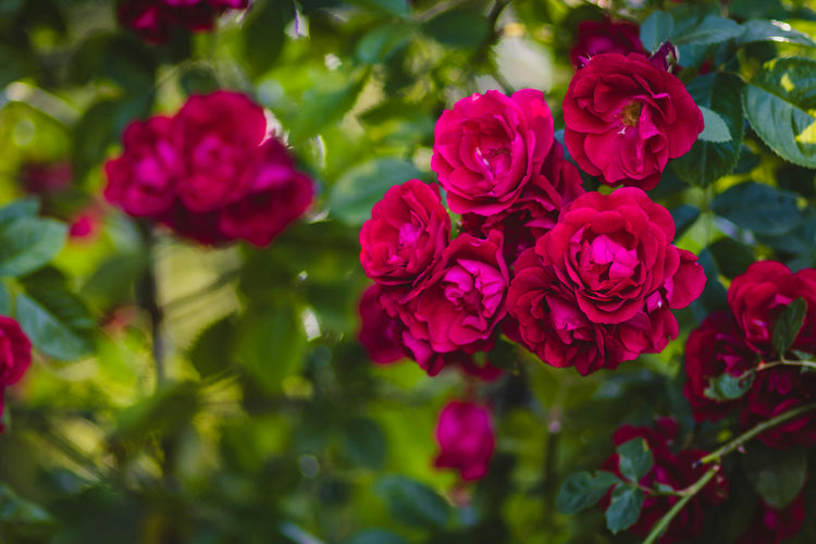 Floribunda - Abundant Blooms and Garden Colour