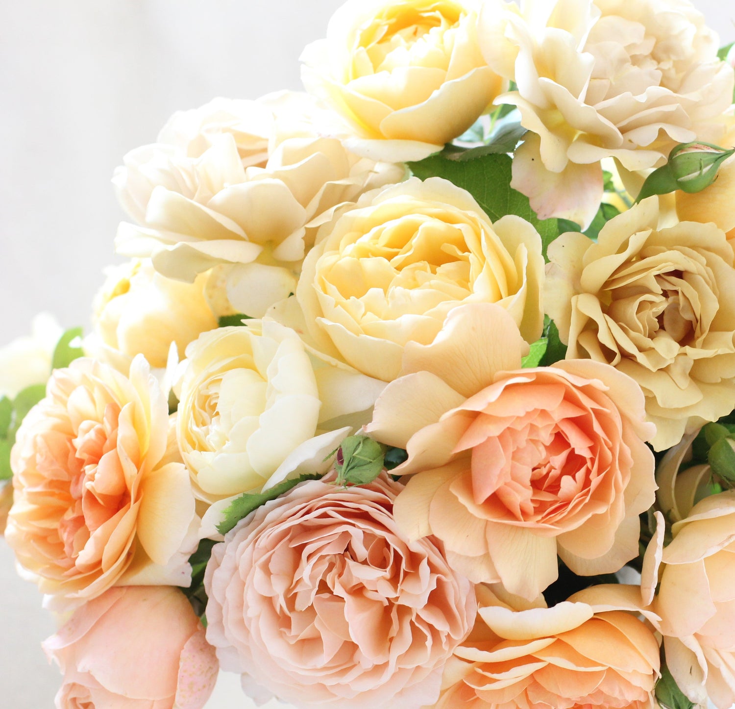 Yellow & Apricot Roses
