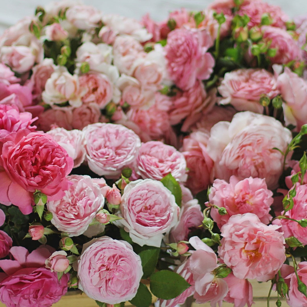 Pink Roses