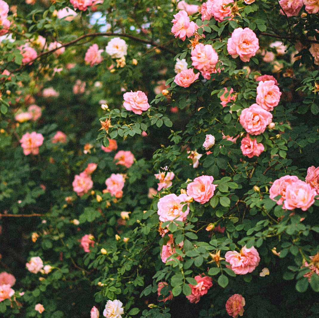 Climbing Roses - Transform Walls, Arches & Pergolas – Usk Valley Roses