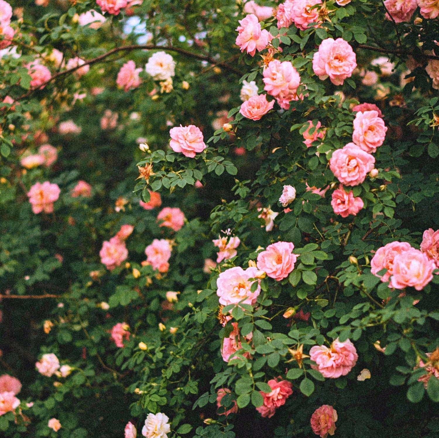 Climbing Roses - Transform Walls, Arches & Pergolas