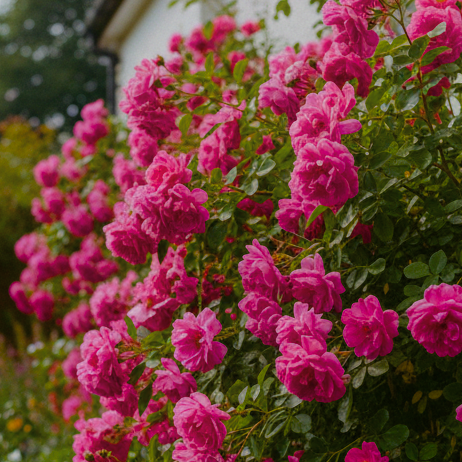 Thornless/Nearly Thornless Roses - Beautiful Blooms without the Prickles