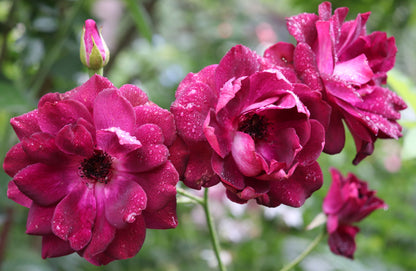 Rosa 'Burgandy Ice' (Floribunda) image 1