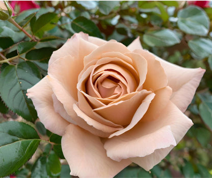 Rosa 'Mocha Rose' (Hybrid Tea) image 1