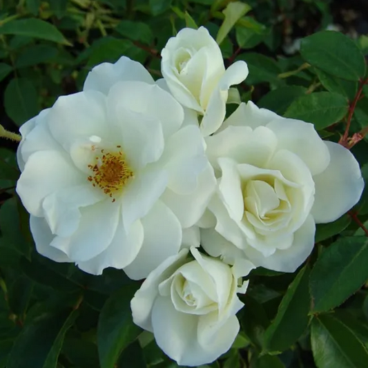 Rosa 'Iceberg' (Floribunda) image 0