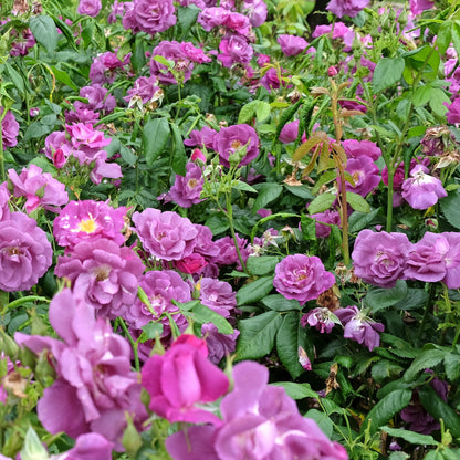 Rosa 'Rhapsody in Blue' - (Shrub) image 1