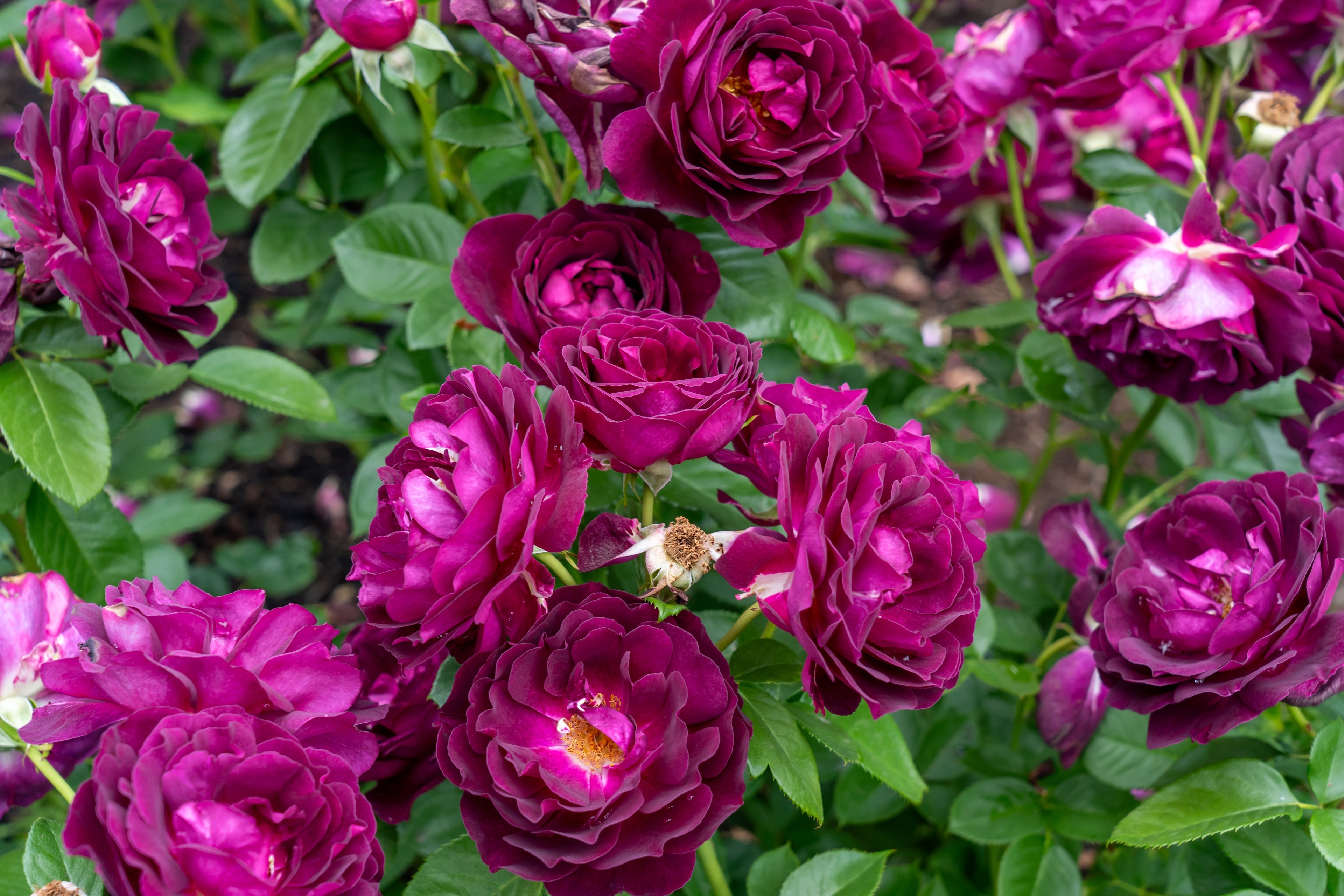 Rosa 'Twilight Zone' (Hybrid Tea) image 1