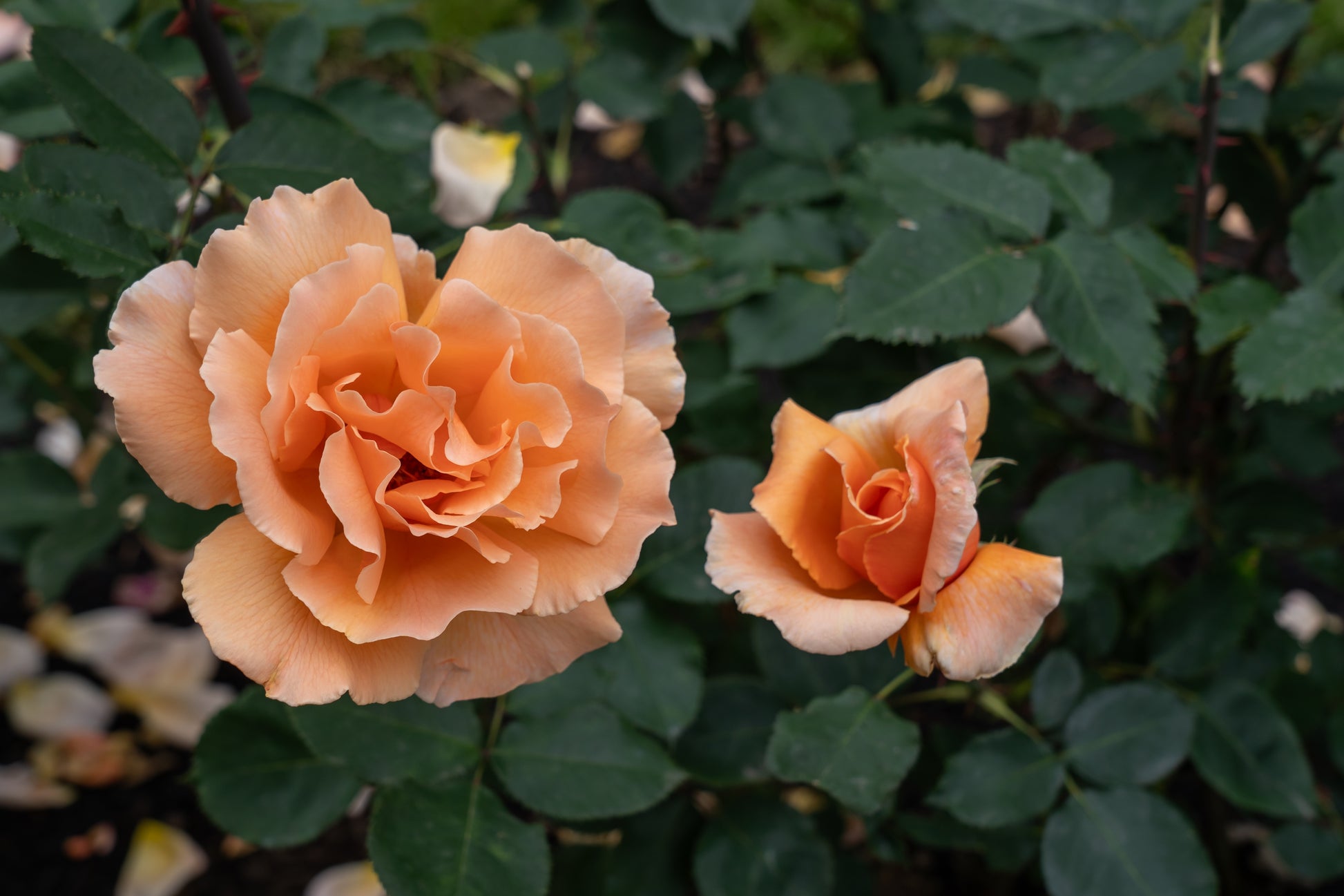 Rosa 'Just Joey' (Hybrid Tea) image 0