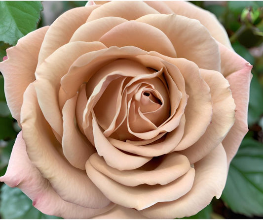 Rosa 'Mocha Rose' (Hybrid Tea) image 0