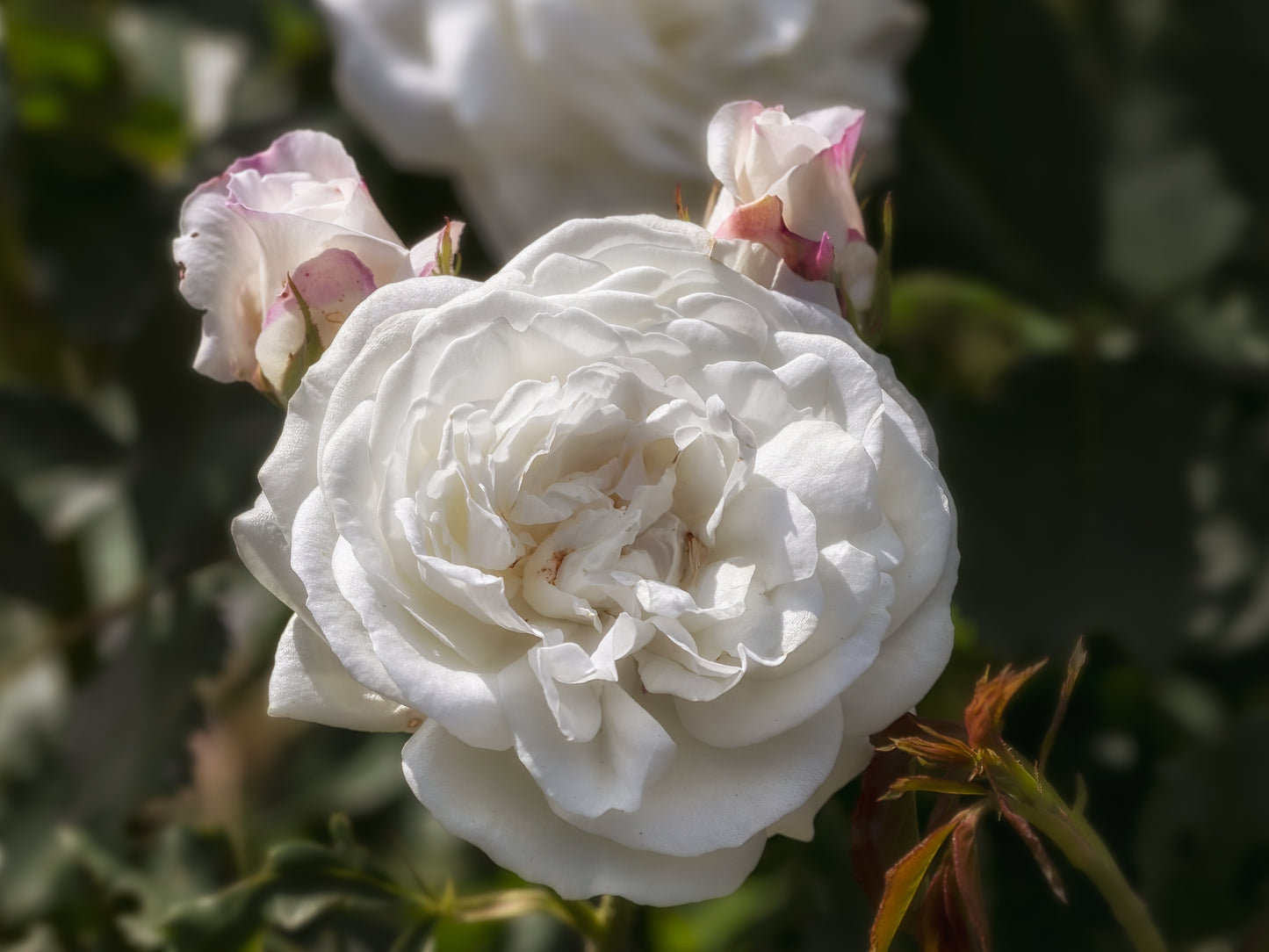 Rosa 'Boule de Niege' (Old Rose) image 0