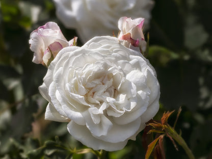Rosa 'Boule de Niege' (Old Rose) image 0
