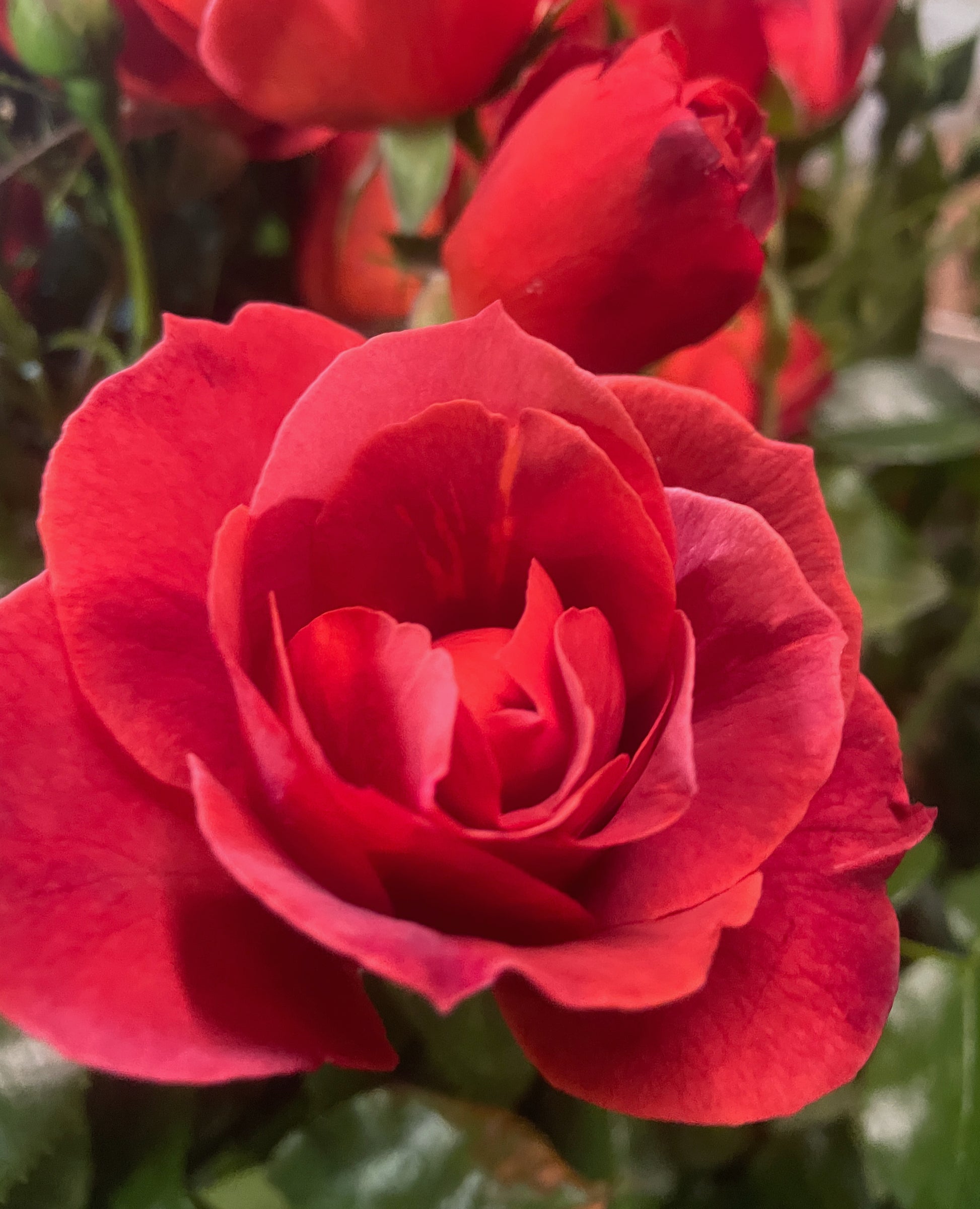 Rosa 'Hot Chocolate' (Floribunda) image 0