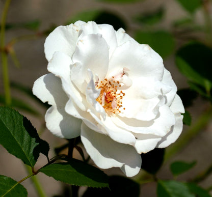 Rosa 'Margaret Merrill' (Floribunda) image 0