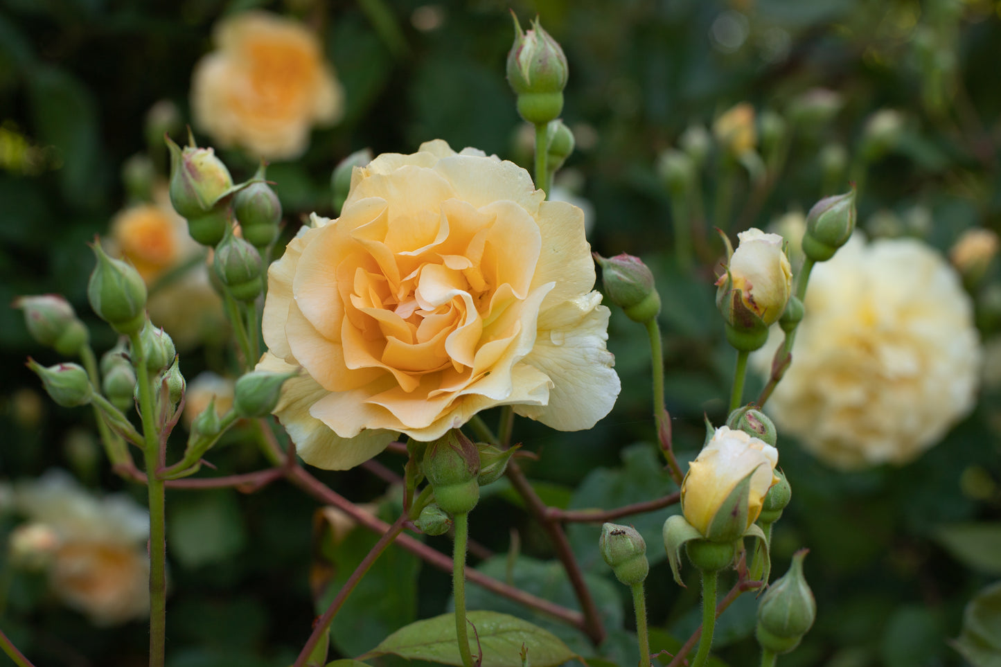 Rosa 'Buff Beauty' (Shrub Rose) image 0