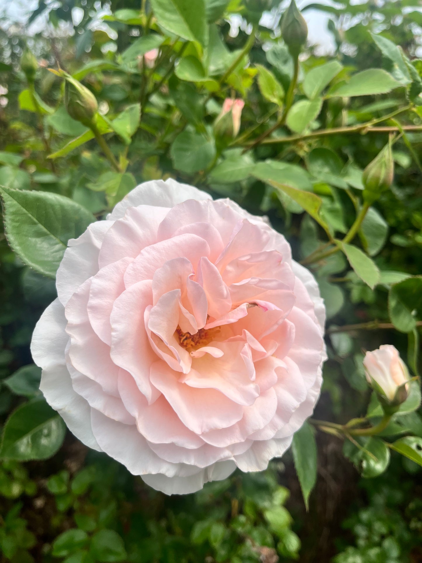Rose 'A Whiter Shade of Pale' - 7L Potted Rose