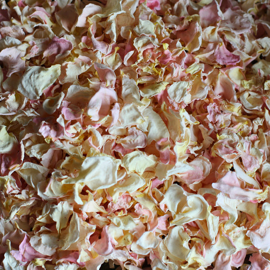 Elderflower Cordial - Dried Rose Petal Confetti