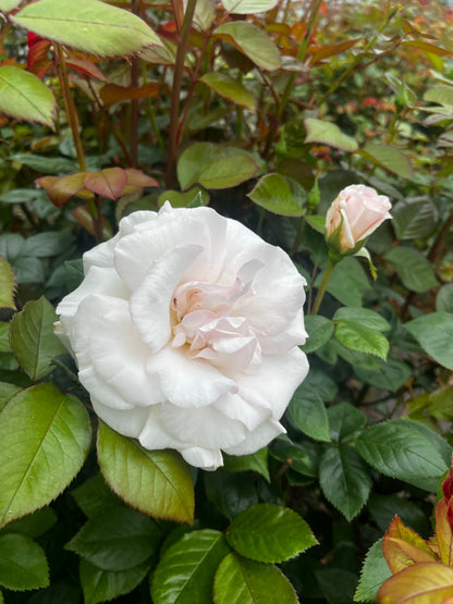 Rose 'A Whiter Shade of Pale' - 7L Potted Rose