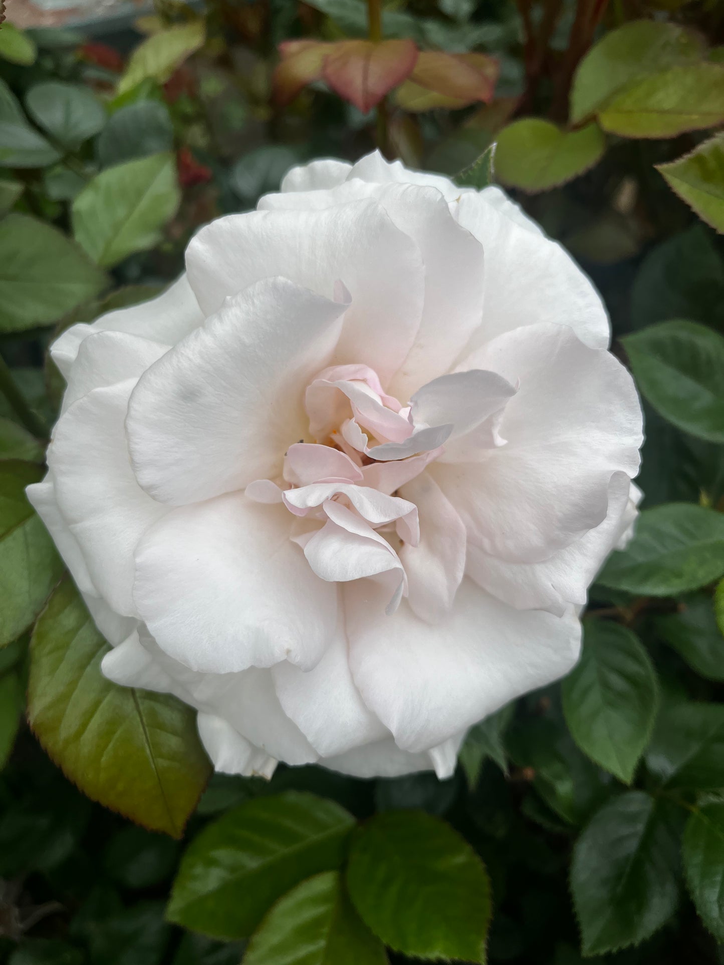 Rose 'A Whiter Shade of Pale' - 7L Potted Rose