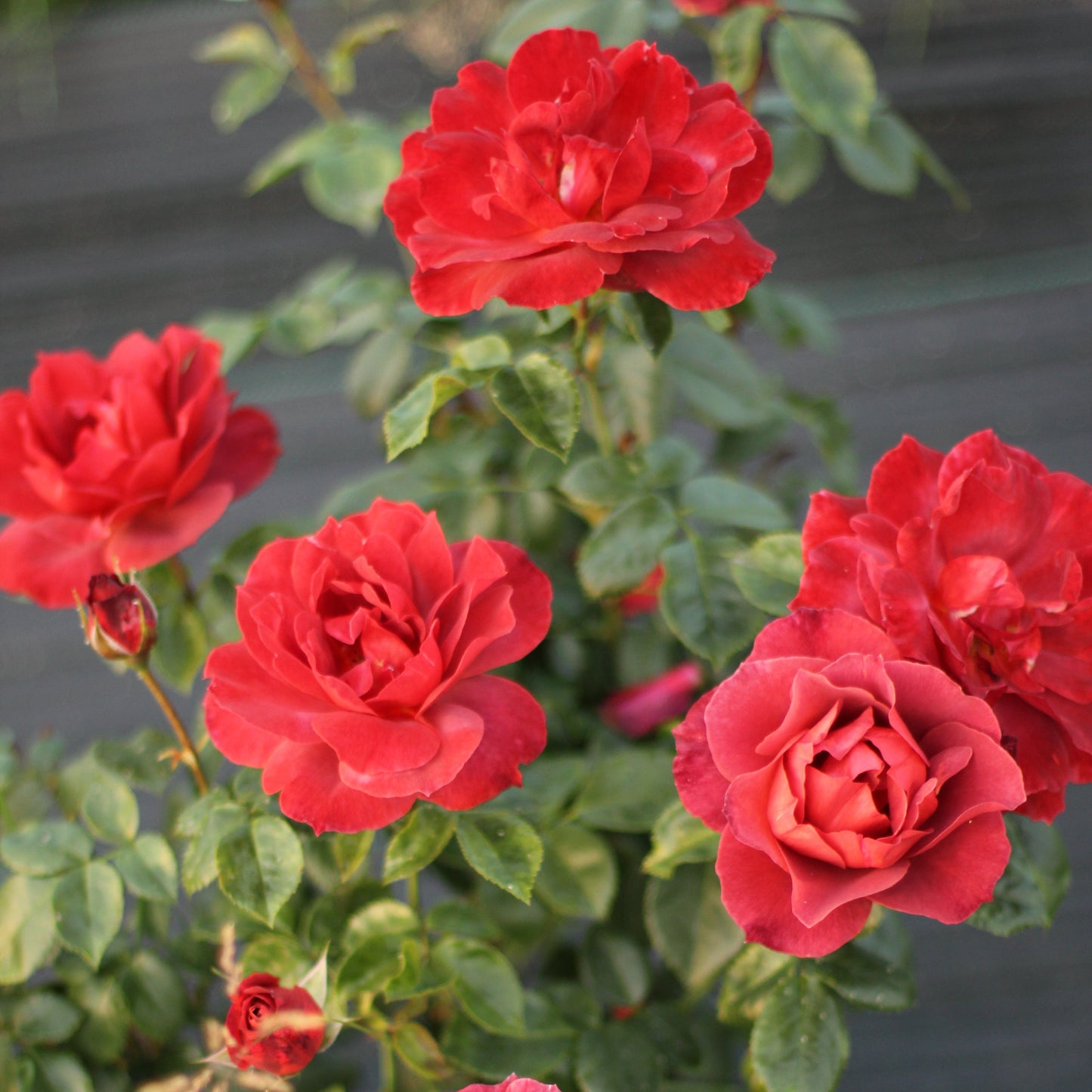 Rose 'Hot Chocolate' - 7L Potted Rose