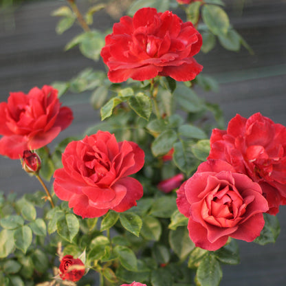Rose 'Hot Chocolate' - 7L Potted Rose