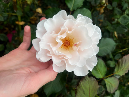 Rose 'Margaret Merrill' - 7L Potted Rose