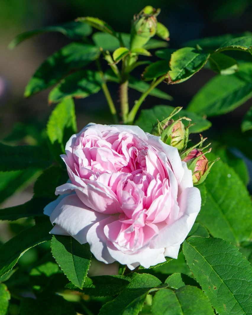 Rose 'Jacques Cartier' - 7L Potted Rose
